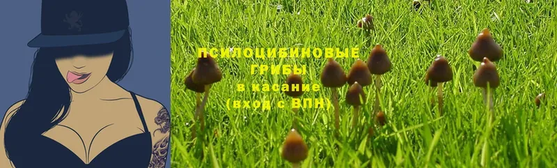 shop телеграм  Балабаново  Псилоцибиновые грибы Magic Shrooms 